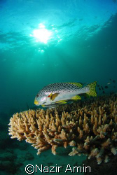 Diagonal Banded Sweetlips, Taken with NIKON D80, NIKKOR 1... by Nazir Amin 